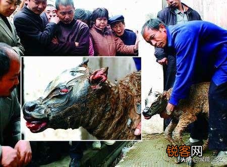 农村经常说“牛生麒麟猪生象”,有人见到过吗?听过猪生“象”,那牛能生“麒麟”吗?