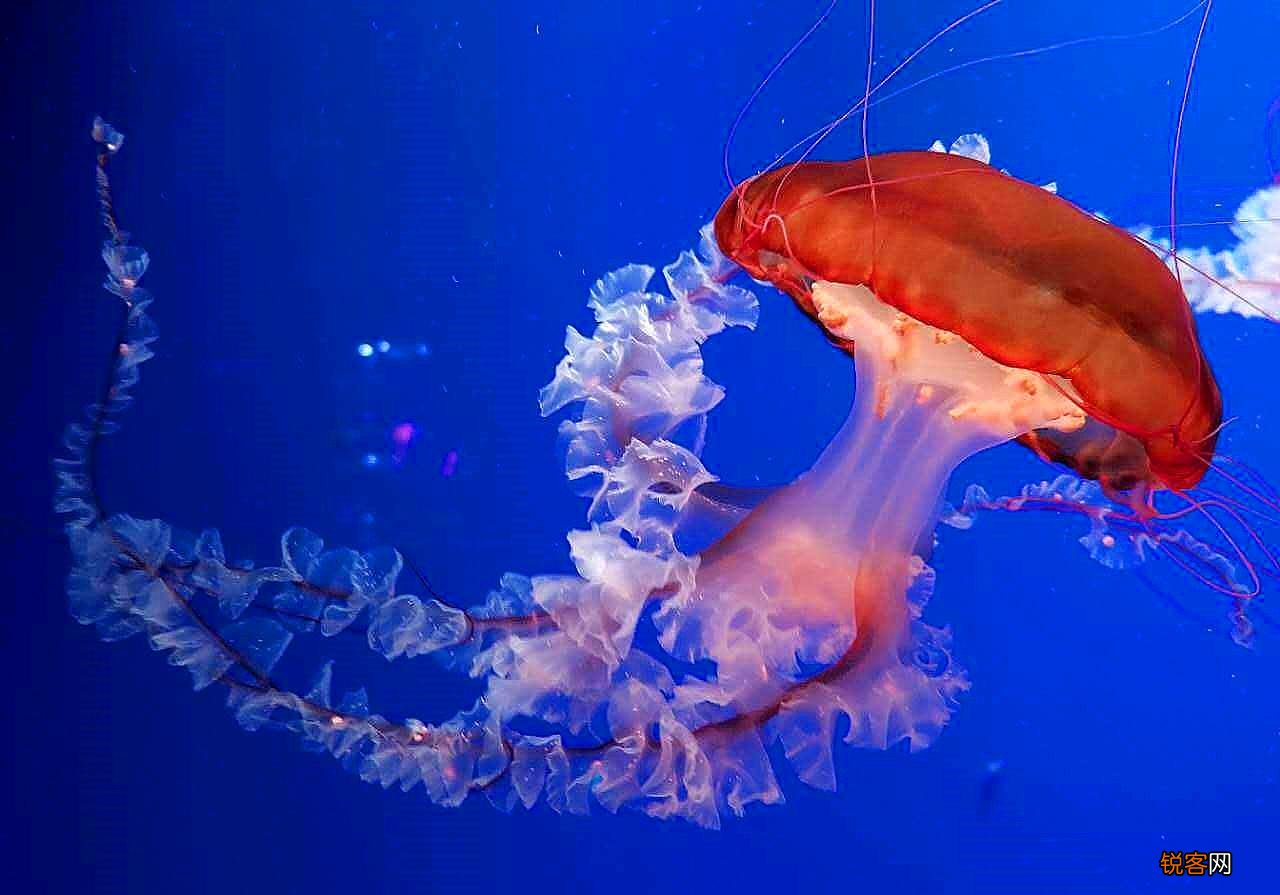 水母是海蜇吗 水母和海蜇的区别竟如此之大