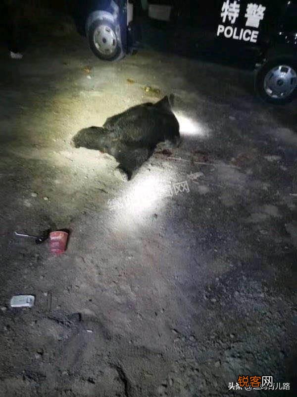 惨！母亲送儿读书遇熊咬死,搜救2人死亡,遇熊该如何自救？