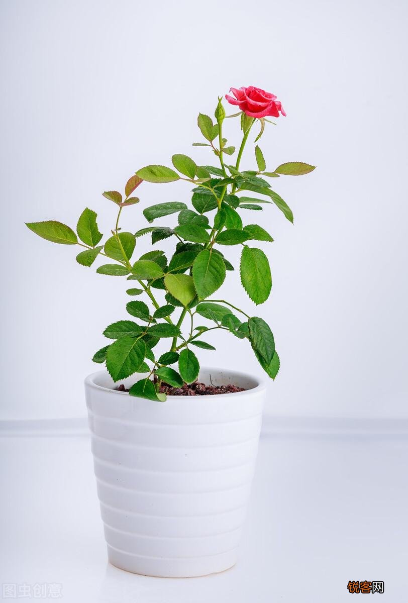 耐寒花卉有哪些 低温也能开花