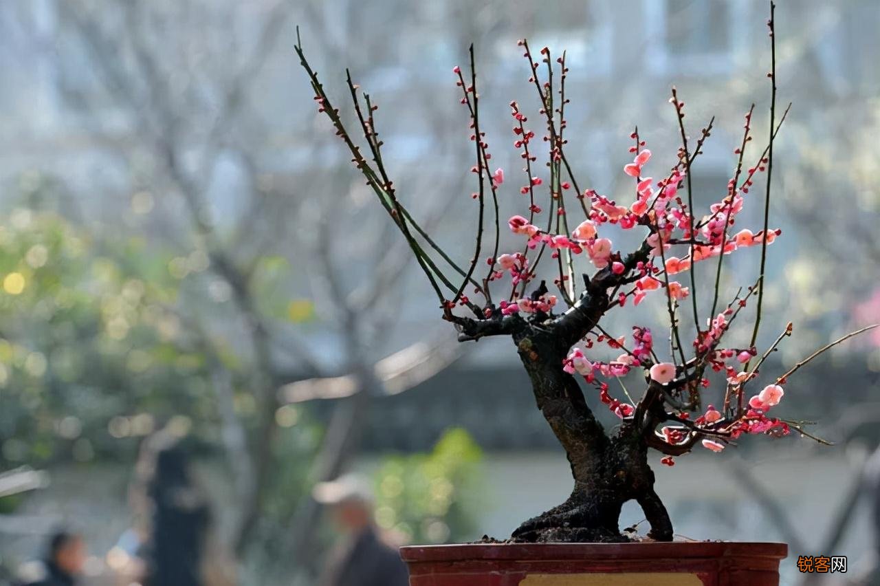耐寒花卉有哪些 低温也能开花