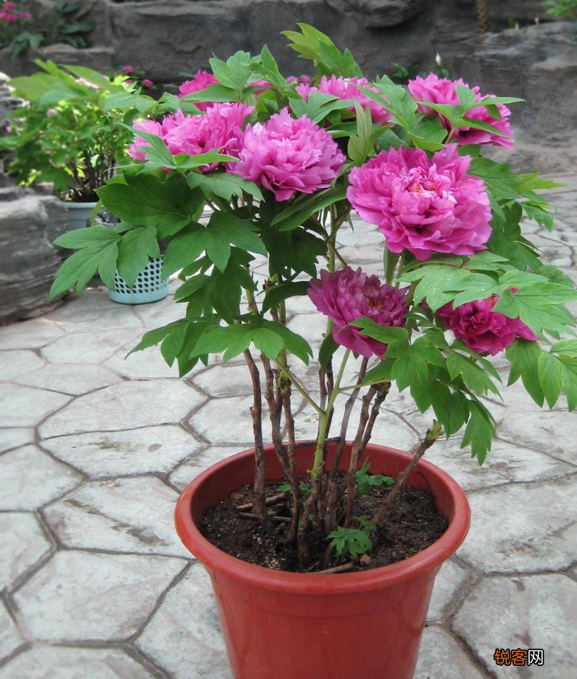 耐寒花卉有哪些 低温也能开花