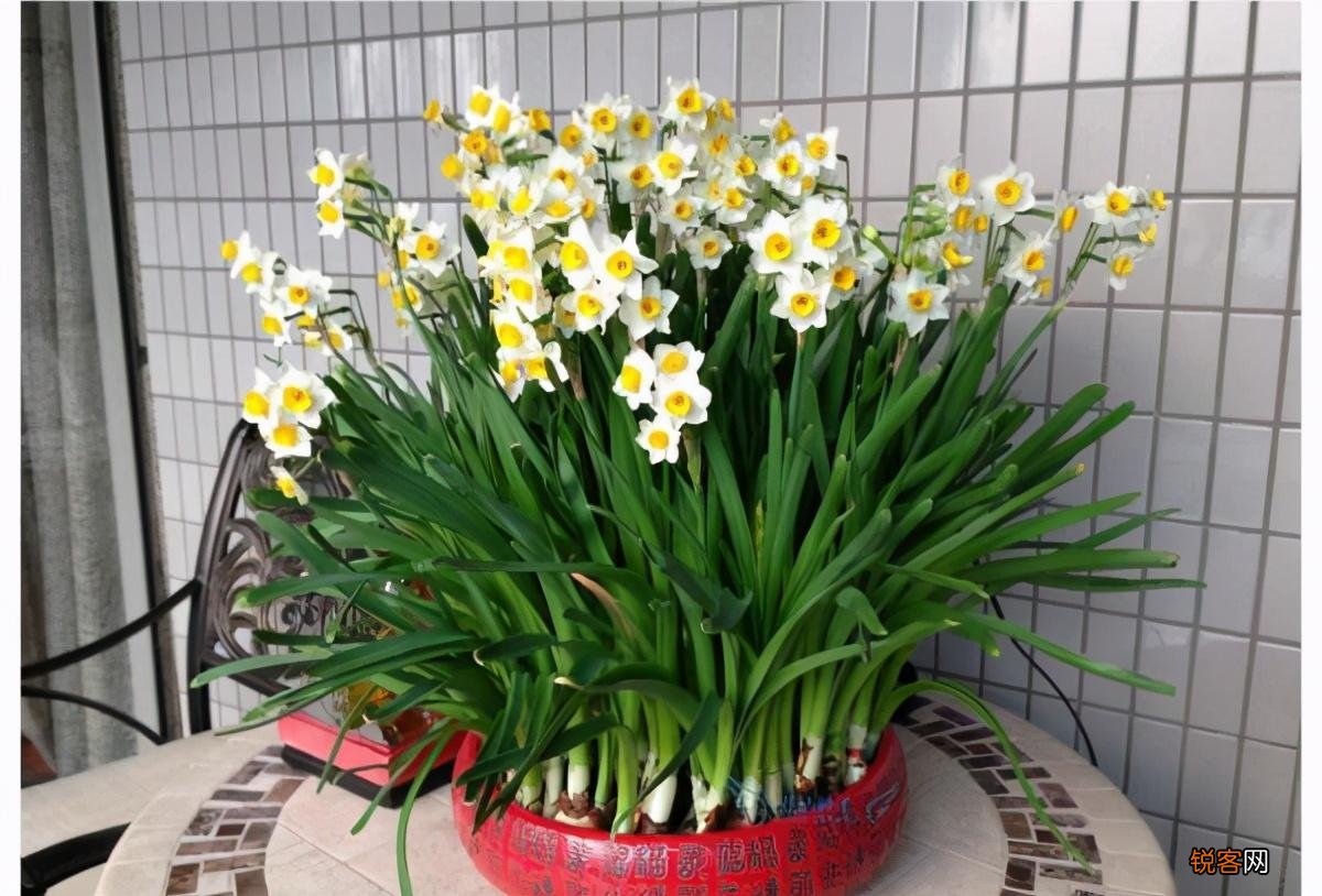 水仙花的养殖方法 植株矮壮开花旺