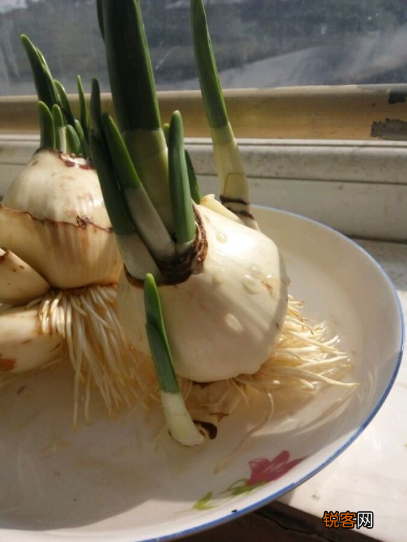 水仙花的养殖方法 植株矮壮开花旺