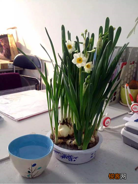 水仙花的养殖方法 植株矮壮开花旺