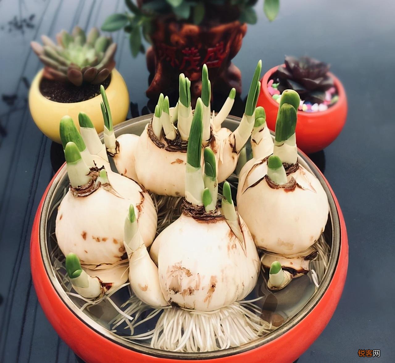 水仙花的养殖方法 植株矮壮开花旺