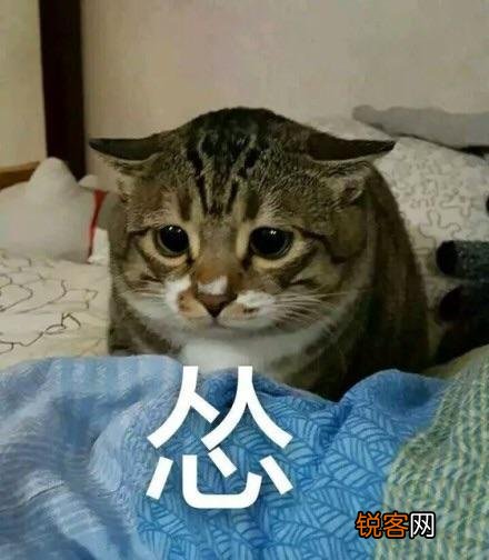 可爱的小奶猫,有什么可爱的图片?