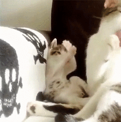 可爱的小奶猫,有什么可爱的图片？