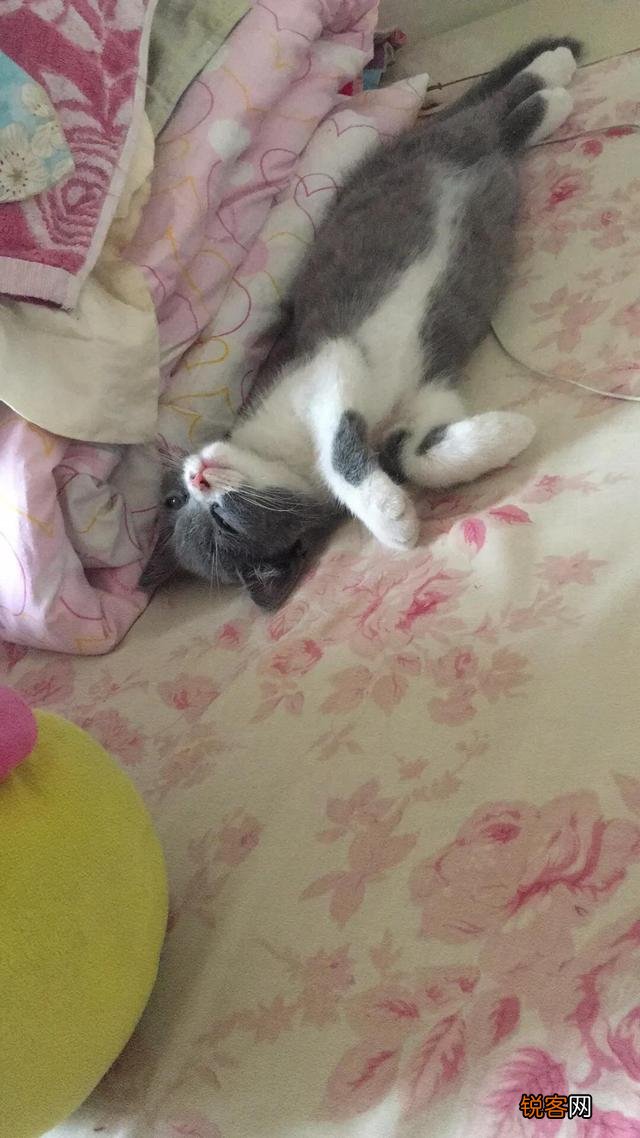 可爱的小奶猫,有什么可爱的图片?