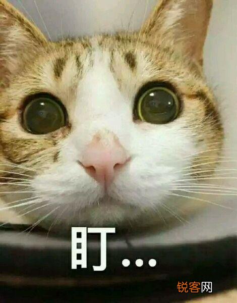 可爱的小奶猫,有什么可爱的图片?