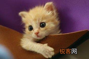 可爱的小奶猫,有什么可爱的图片？
