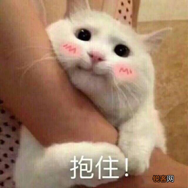 可爱的小奶猫,有什么可爱的图片?