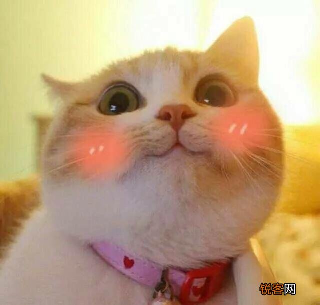 可爱的小奶猫,有什么可爱的图片?