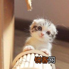 可爱的小奶猫,有什么可爱的图片？