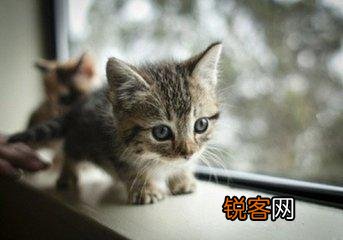 可爱的小奶猫,有什么可爱的图片？