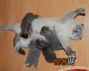 可爱的小奶猫,有什么可爱的图片?
