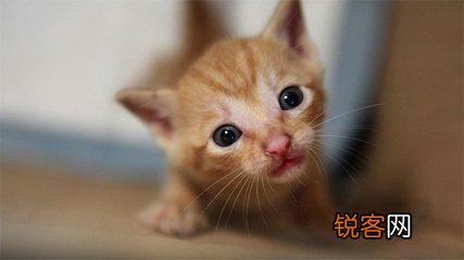 可爱的小奶猫,有什么可爱的图片？