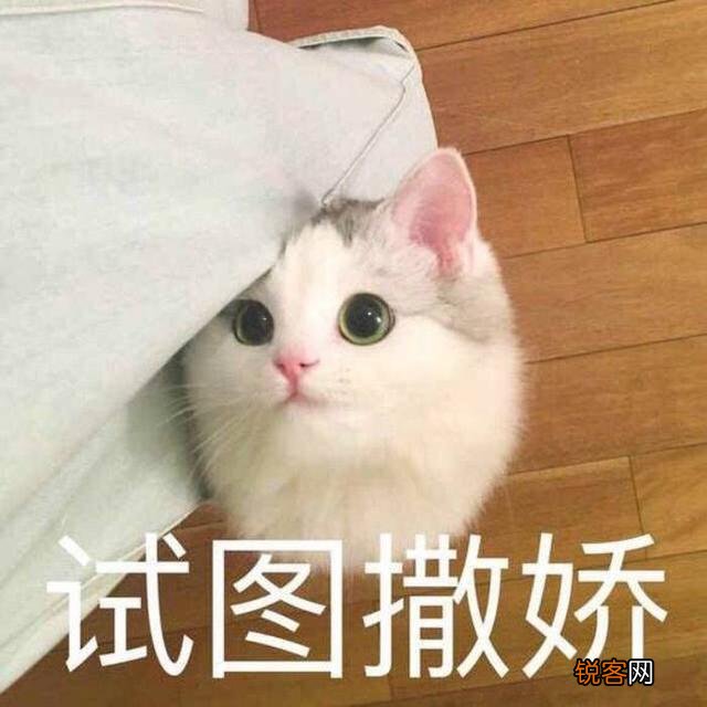可爱的小奶猫,有什么可爱的图片?