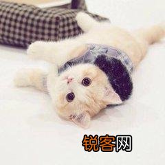 可爱的小奶猫,有什么可爱的图片？