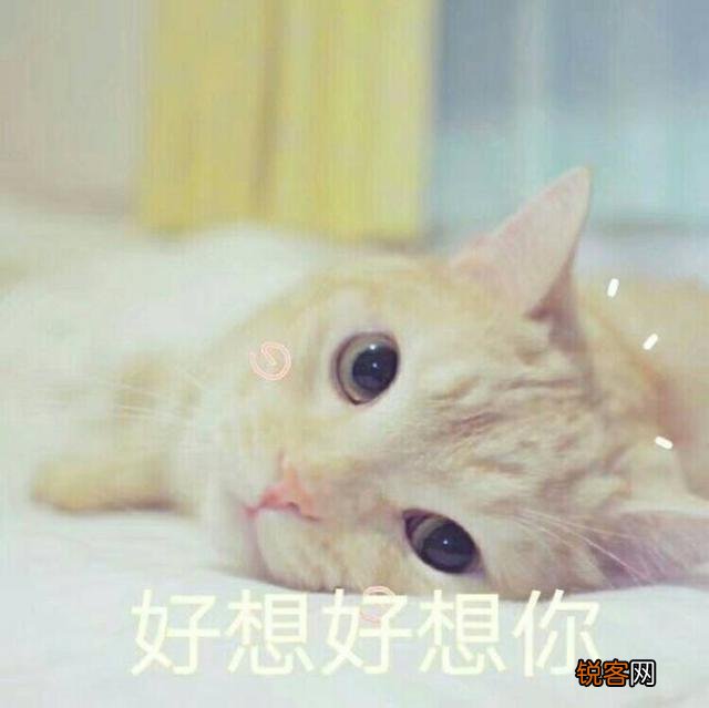 可爱的小奶猫,有什么可爱的图片?