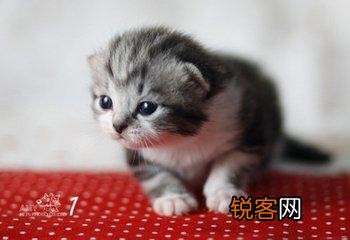 可爱的小奶猫,有什么可爱的图片?