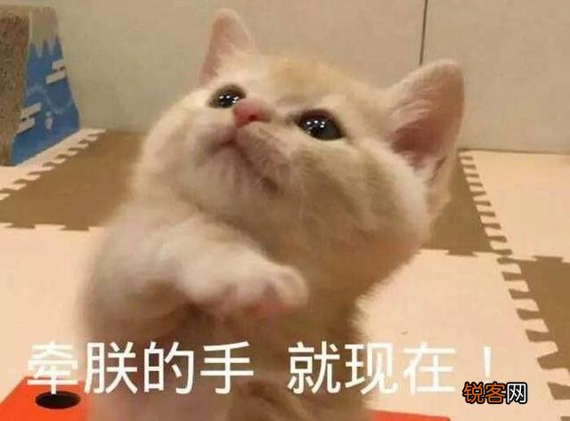 可爱的小奶猫,有什么可爱的图片?