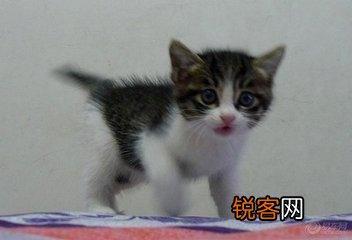 可爱的小奶猫,有什么可爱的图片？