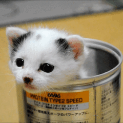 可爱的小奶猫,有什么可爱的图片？