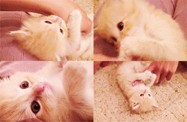 可爱的小奶猫,有什么可爱的图片？