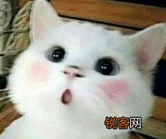可爱的小奶猫,有什么可爱的图片?