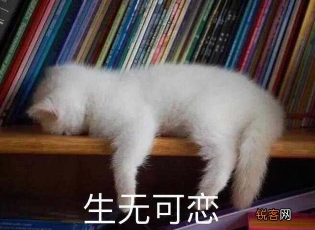 可爱的小奶猫,有什么可爱的图片?