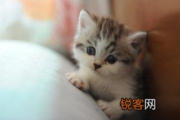 可爱的小奶猫,有什么可爱的图片？