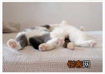可爱的小奶猫,有什么可爱的图片?