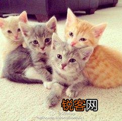 可爱的小奶猫,有什么可爱的图片？