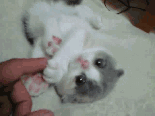 可爱的小奶猫,有什么可爱的图片？