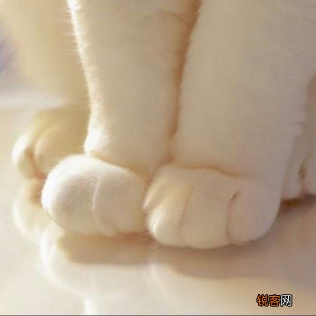 可爱的小奶猫,有什么可爱的图片?
