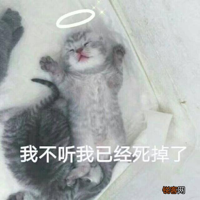 可爱的小奶猫,有什么可爱的图片?