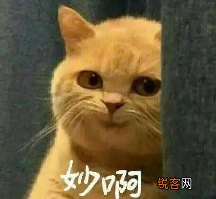 可爱的小奶猫,有什么可爱的图片?