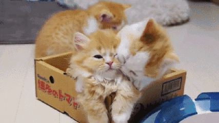 可爱的小奶猫,有什么可爱的图片？