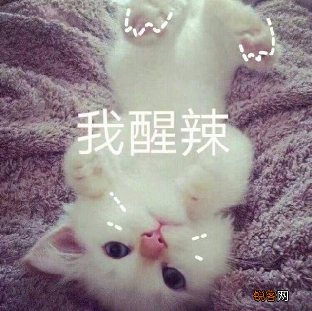 可爱的小奶猫,有什么可爱的图片?