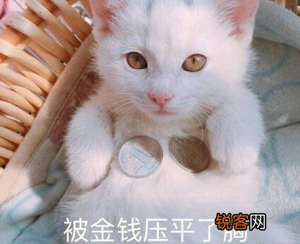 可爱的小奶猫,有什么可爱的图片?