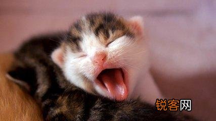 可爱的小奶猫,有什么可爱的图片？