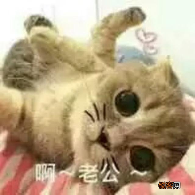 可爱的小奶猫,有什么可爱的图片?