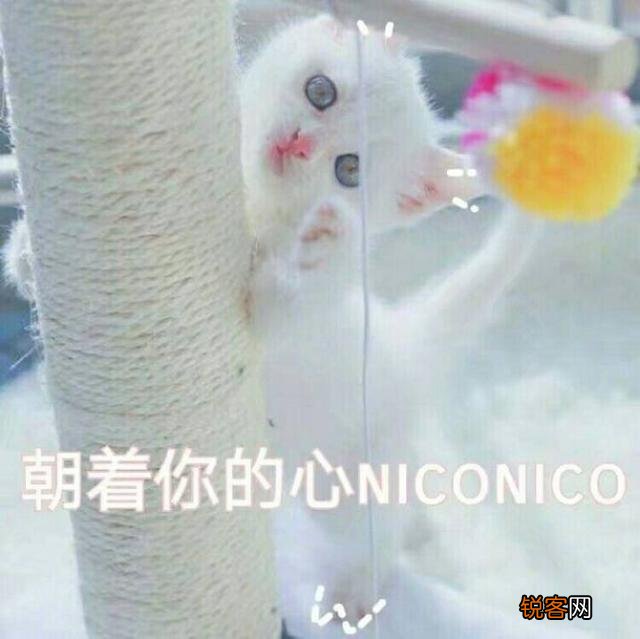可爱的小奶猫,有什么可爱的图片?