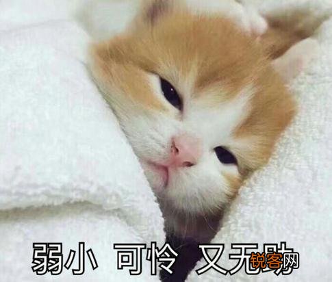 可爱的小奶猫,有什么可爱的图片?