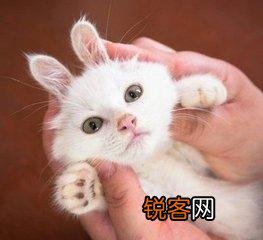 可爱的小奶猫,有什么可爱的图片?
