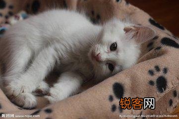 可爱的小奶猫,有什么可爱的图片？