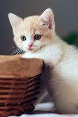 可爱的小奶猫,有什么可爱的图片？