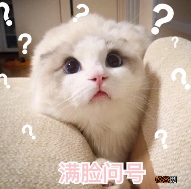 可爱的小奶猫,有什么可爱的图片?