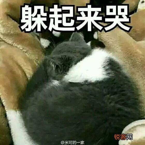 可爱的小奶猫,有什么可爱的图片?